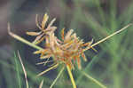 Fern flatsedge